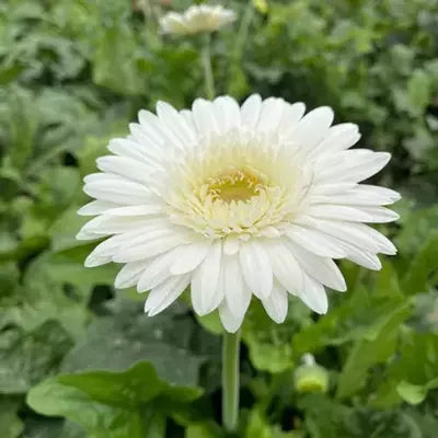 White Gerbera Flower Seeds for Planting – Heirloom Non-GMO | High Germination Organic Garden Seeds