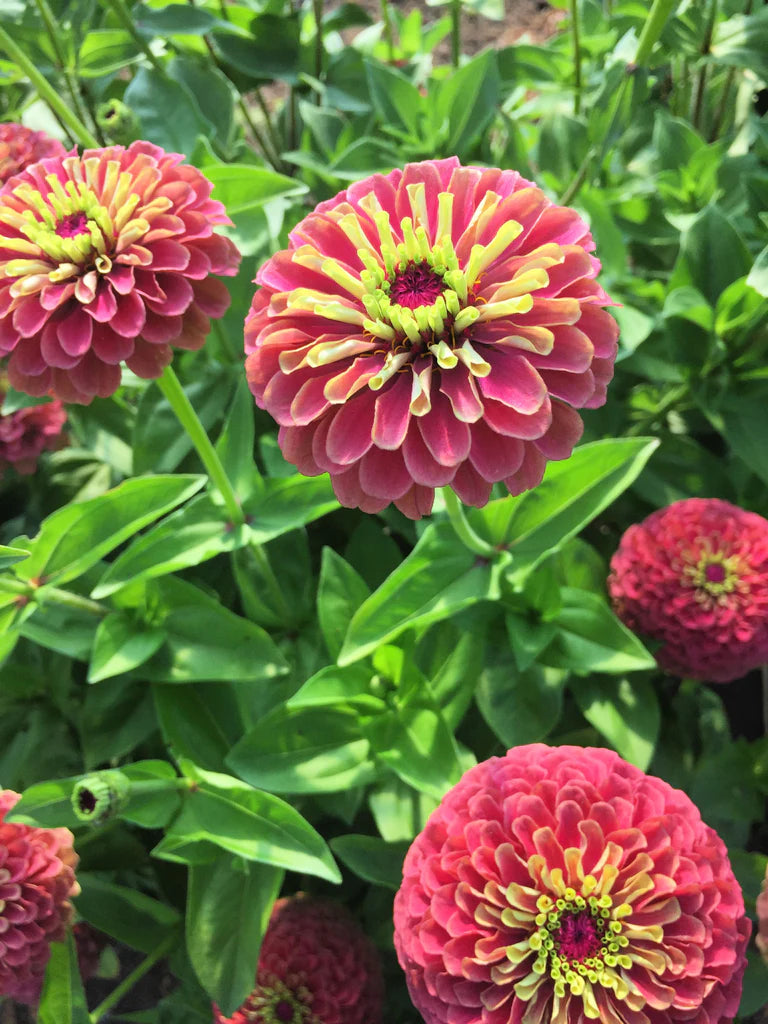 Queeny Lime Red Zinnia Flower Seeds – Vibrant, Non-GMO, Heirloom, High Germination Organic Garden Seeds