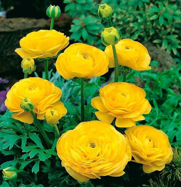 Yellow Ranunculus Flower Seeds – Heirloom Non-GMO Seeds for Garden Planting