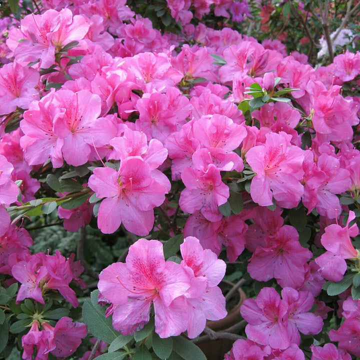 Azalea Flower Seeds Pink & Green for Planting – Heirloom Non-GMO High Germination Organic Garden Seeds