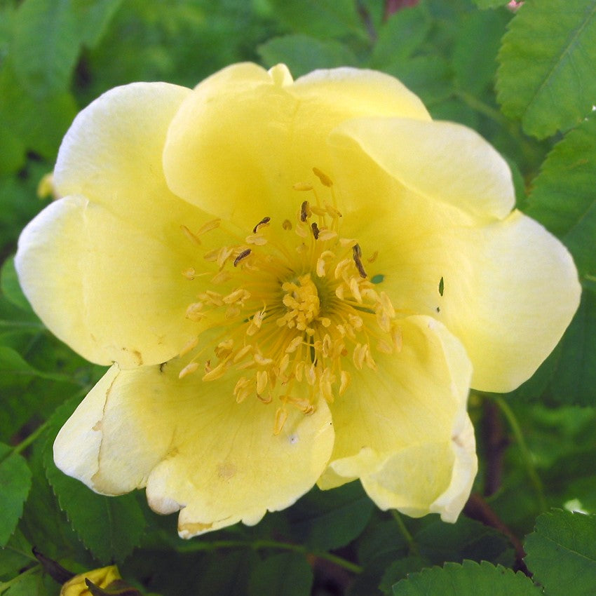 Yellow Hugo Rose Plant Seeds for Planting Non-GMO Heirloom Garden Seeds for Home and Outdoor Growing