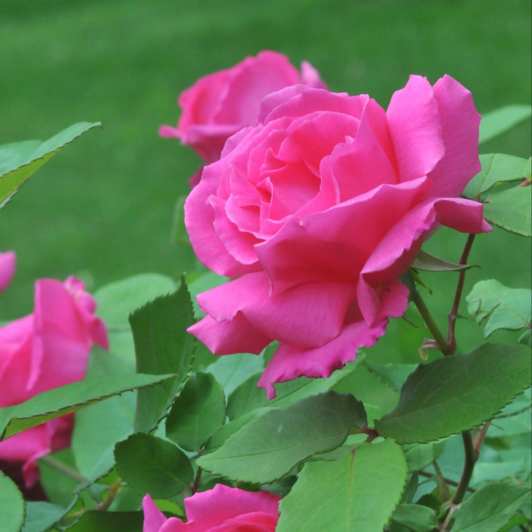Zephirine Drouhin Rose Plant Seeds for Planting - Non-GMO Heirloom Organic Garden Seeds with High Germination