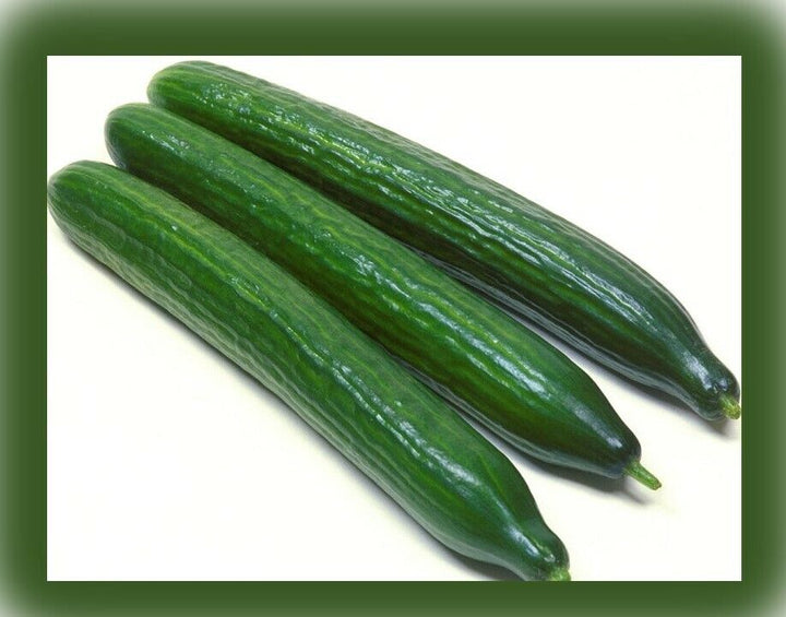 Arola Organic Cucumber Seeds for Planting – Heirloom, Non-GMO, High Germination Vegetable Garden Seeds
