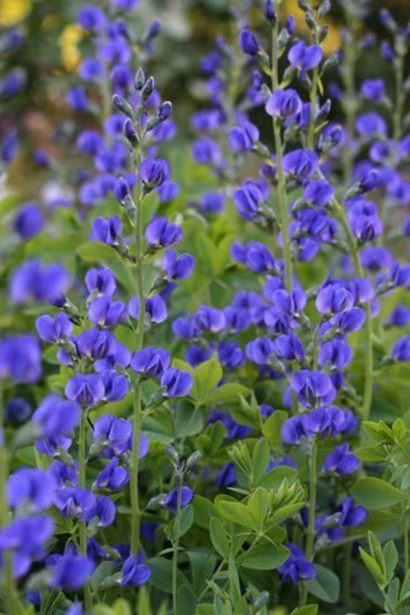 Blue False Indigo Flower Seeds – Heirloom, Non-GMO Seeds for Planting Hardy Garden Blooms