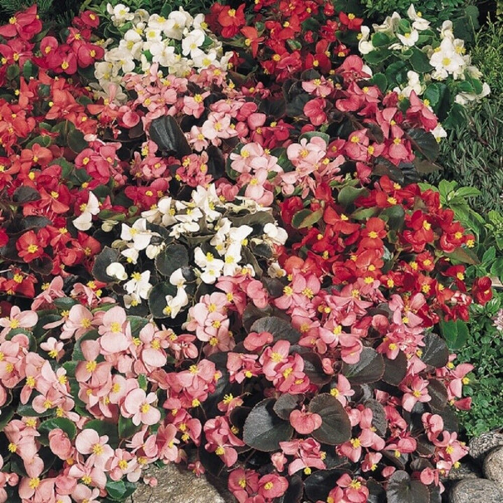 Ambassador Begonia Flower Seeds – Heirloom, Non-GMO, High Germination Organic Garden Seeds for Planting