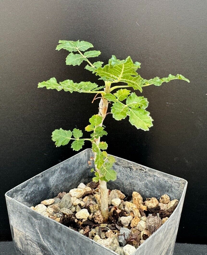 Boswellia Sacra Seeds for Planting - Heirloom, Non-GMO, High Germination Organic Frankincense Tree Seeds for Easy Growing