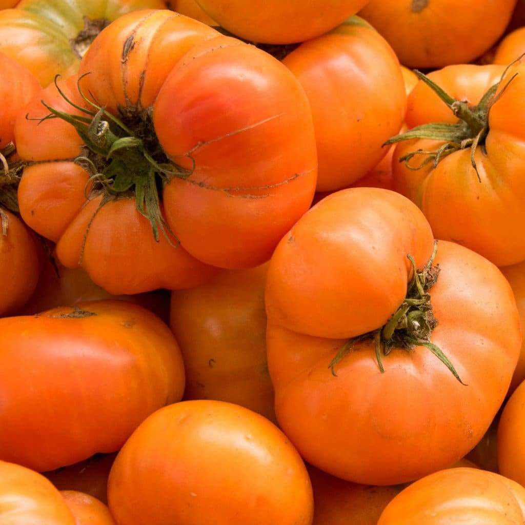 Dark Orange Big Tomato Seeds for Planting - Heirloom and Non-GMO Garden Seeds