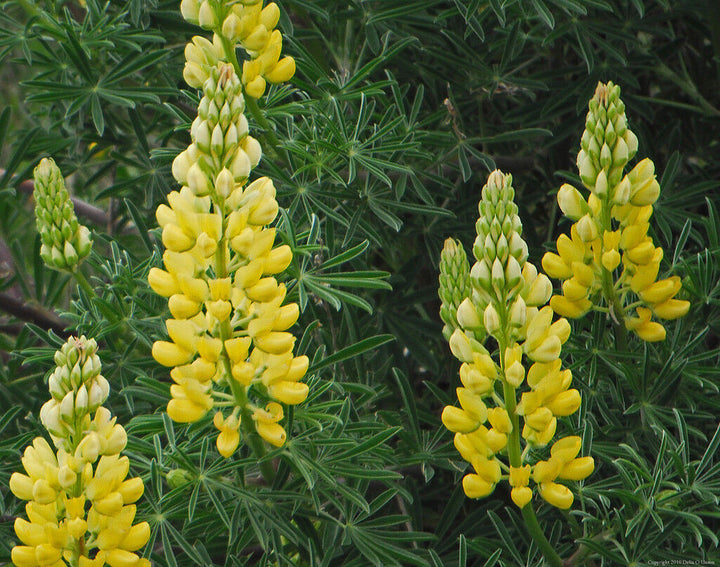 Yellow Lupine Flower Seeds for Planting – Heirloom, Non-GMO, High Germination Garden Seeds
