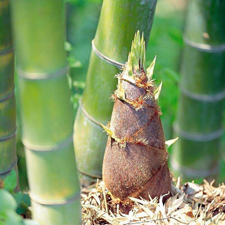 Giant Bamboo Seeds for Planting – Fast-Growing Non-GMO Tropical Bamboo for Garden, Privacy Screens, and Landscaping