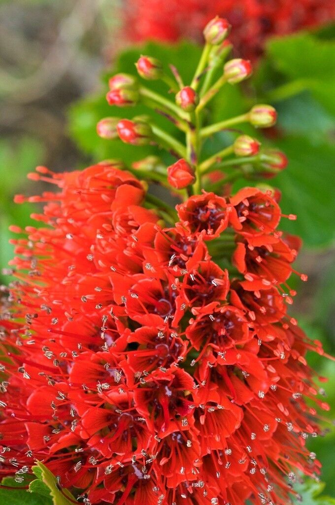 Red Greyia Sutherlandii Flower Seeds for Planting | Heirloom, Non-GMO, High Germination Organic Garden Seeds for Exotic Blooms