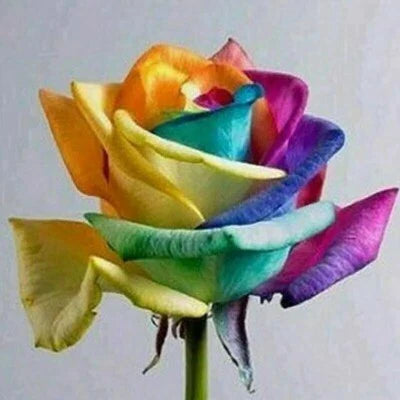 rainbow rose seed planting Rainbow Rose For Planting Or Usa Seller Heirloom Non Gmo Flower Seeds for  Premium Organic – Neeraseeds