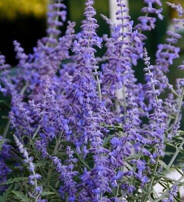 Russian Sage Plant Seeds for Planting – Heirloom, Non-GMO, High Germination Perennial Blooms for Drought-Tolerant Gardens