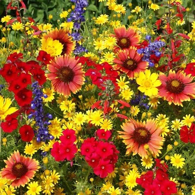 oklahoma flower seeds to plant in fall Texas Oklahoma Wildflower Mix Species Of Stunning Native Flowers Easy Grow  Heirloom Non – Neeraseeds