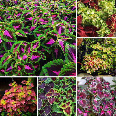 hosta planting Coleus Hosta Rainbow Seed Mix Plant Seeds for Planting