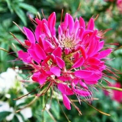 heirloom spider plant Cleome Cherry Queen Spider Plant Attracts Butterflies Bees Non Gmo Heirloom  Flower Seeds – Neeraseeds