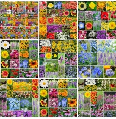 wildflower bulk seeds Annualperennial Wildflower Mix For Planting Bulk Non Gmo Beautiful Flowers Usa Heirloom – Neeraseeds