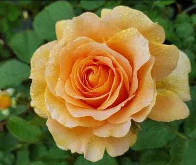 honey perfume rose seeds Honey Perfume Floribunda Rose For Planting Rose Flower Gardening Heirloom Non Gmo Flower – Neeraseeds