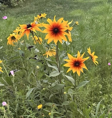 planting rudbeckia from seed Black Rudbeckia Hirta Eyed Susan Flower For Planting Heirloom Non Gmo Flower Seeds for – Neeraseeds
