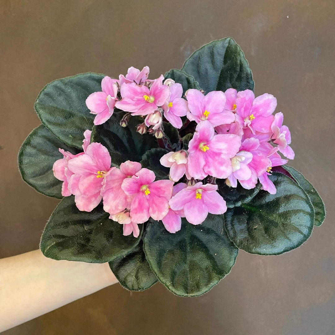 Baby Pink Saintpaulia Flower Seeds for Planting - Heirloom Non-GMO High Germination Organic Garden Seeds