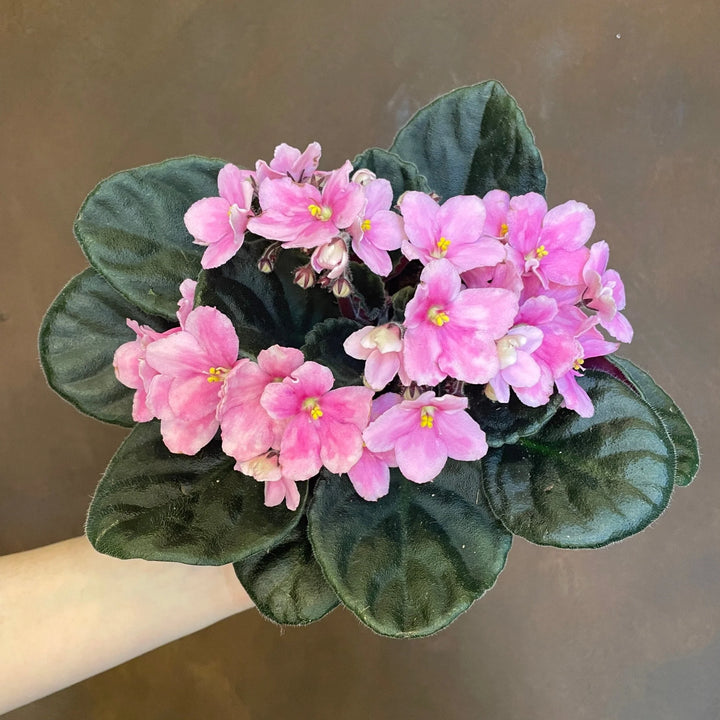 Baby Pink Saintpaulia Flower Seeds for Planting - Heirloom Non-GMO High Germination Organic Garden Seeds