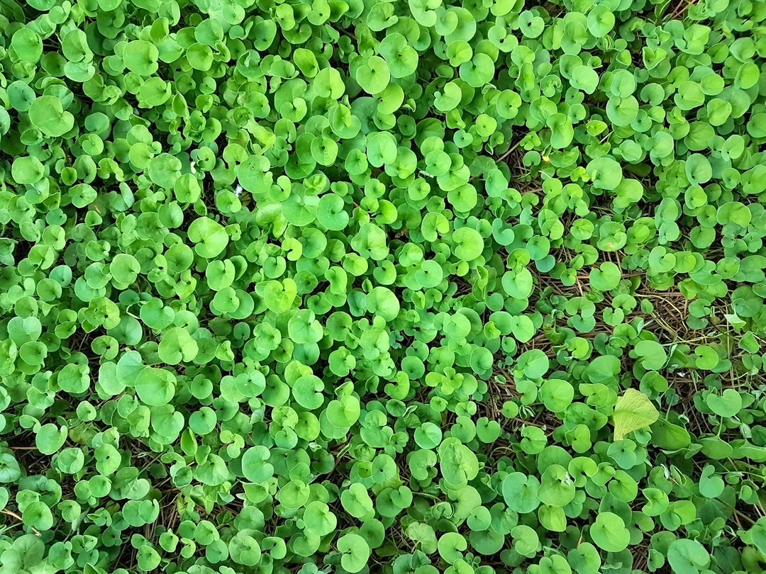 Heirloom Non-GMO Dichondra Ground Cover Plant Seeds for Planting – Lush Low-Growing Foliage for Gardens