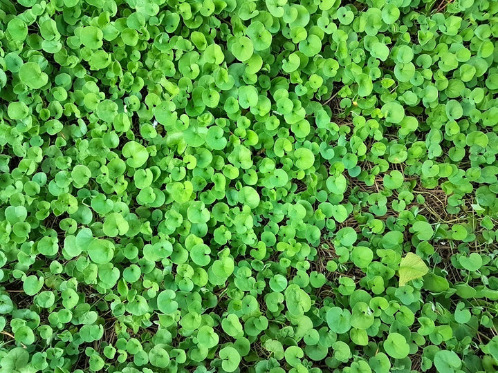 Heirloom Non-GMO Dichondra Ground Cover Plant Seeds for Planting – Lush Low-Growing Foliage for Gardens