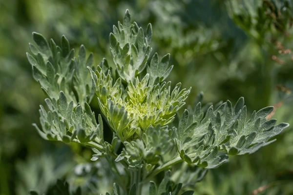 Absinthe Wormwood Seeds for Planting – Heirloom, Non-GMO, High Germination Organic Garden Seeds for Aromatic Herb Gardens