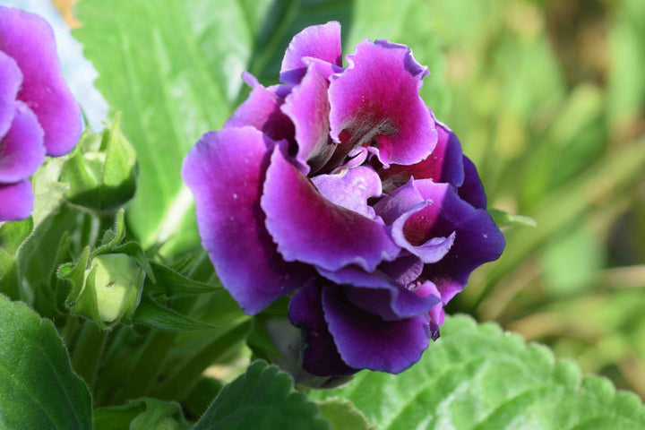 Brazilian Purple Gloxinia Flower Seeds for Planting | Heirloom Non-GMO Exotic High Germination Organic Garden Seeds