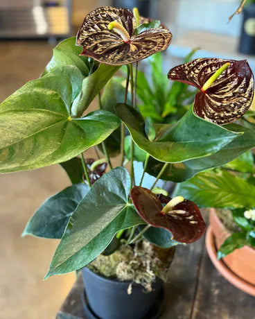 Brown Anthurium Flower Seeds – Heirloom Non-GMO Tropical Seeds for Exotic Garden Planting