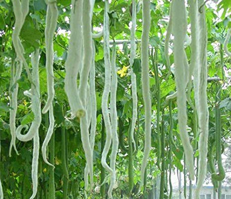 White Long Snake Gourd Seeds for Planting – Heirloom, Non-GMO, High Germination Organic Garden Seeds