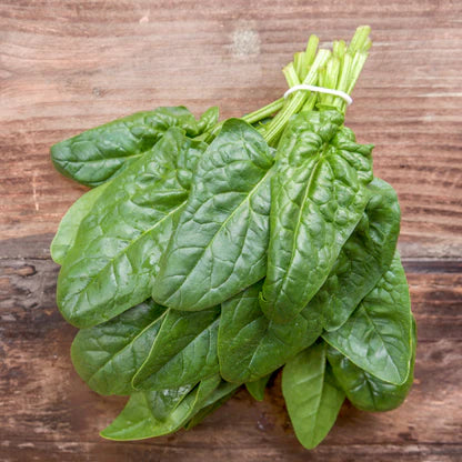 Bloomsdale Long Standing Spinach Seeds for Planting – Heirloom, Non-GMO, High Germination Organic Vegetable Seeds