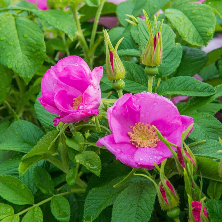 Kartoffelrose Flower Seeds for Planting – Hardy Rugosa Rose, Fragrant Blooms, Perennial Garden Flowers