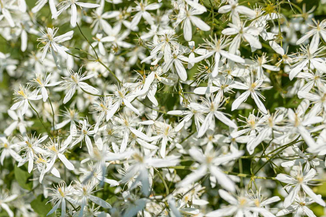 Autumn Clematis Flower Seeds for Planting – Heirloom Non-GMO Seeds, High Germination Organic Garden Blooms