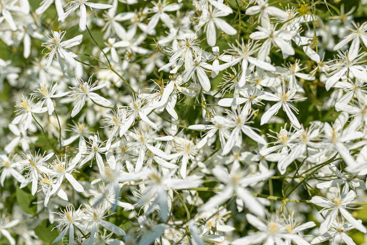 Autumn Clematis Flower Seeds for Planting – Heirloom Non-GMO Seeds, High Germination Organic Garden Blooms