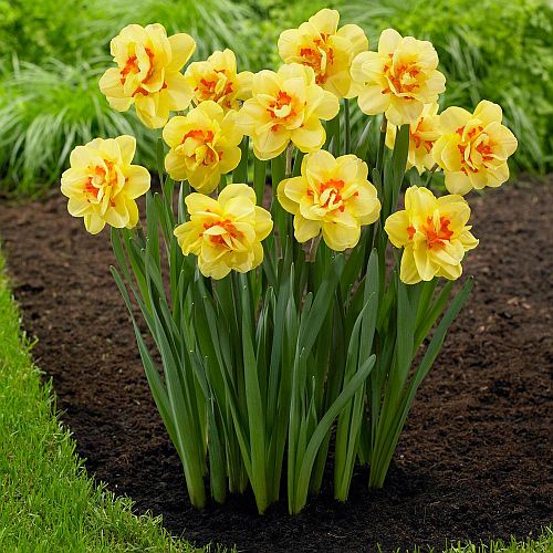 Daffodil Trumpet Flower Seeds – Heirloom, Non-GMO, High Germination Organic Garden Seeds for Planting