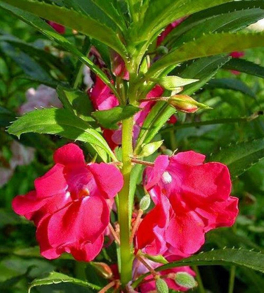 Camellia Flower Seeds for Planting – Heirloom, Non-GMO, High Germination Elegant Ornamental Garden Bloom Seeds