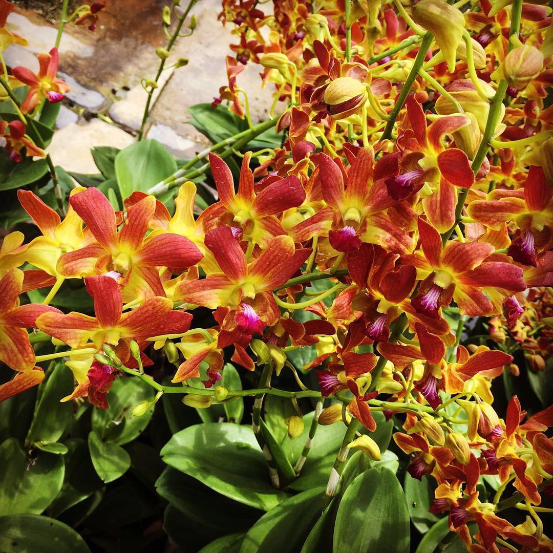 exotic garden seeds Heirloom Non-GMO Brown Dendrobium Flower Seeds for Exotic Garden Decor – Neeraseeds