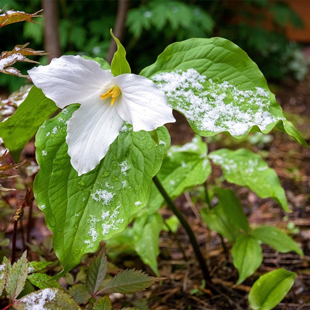 Trillium Flower Seeds for Planting - Heirloom, Non-GMO Seeds for Beautiful Home Garden