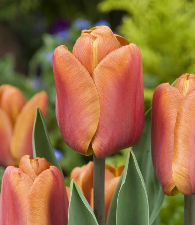 Brown Tulip Flower Seeds for Planting – Heirloom, Non-GMO, High Germination Seeds for Vibrant Garden Blooms