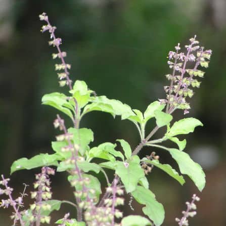 Holy Basil (Tulsi) Seeds for Planting – Heirloom, Non-GMO, High Germination Organic Garden Seeds for Medicinal & Spiritual Gardens