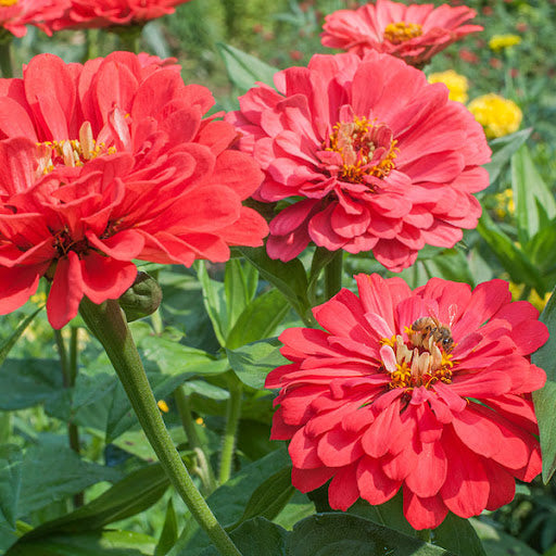 Zinnia Benary Giant Flower Seeds – Vibrant Colors, Heirloom, Non-GMO, High Germination Organic Garden Seeds