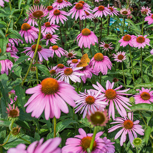 Baby Pink Echinacea Wildflower Seeds for Planting – Heirloom Non-GMO | Attract Pollinators & Butterflies