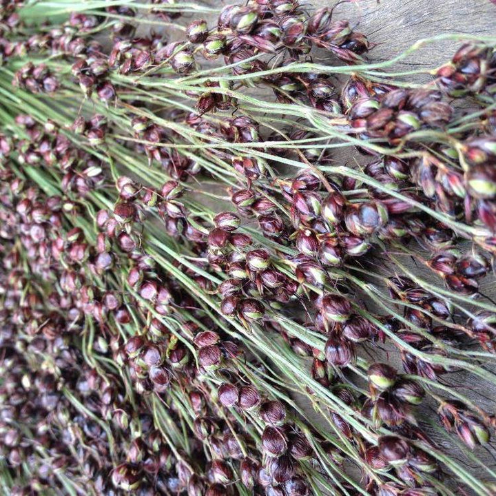 Black Amber Sorghum Seeds for Planting – Heirloom, Non-GMO, High Germination Organic Garden Seeds for Sustainable Growth