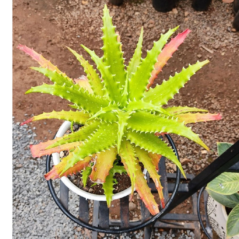 Yellow Green Aloe Plant Seeds – Heirloom Non-GMO High Germination Succulent Organic Garden Seeds for Planting