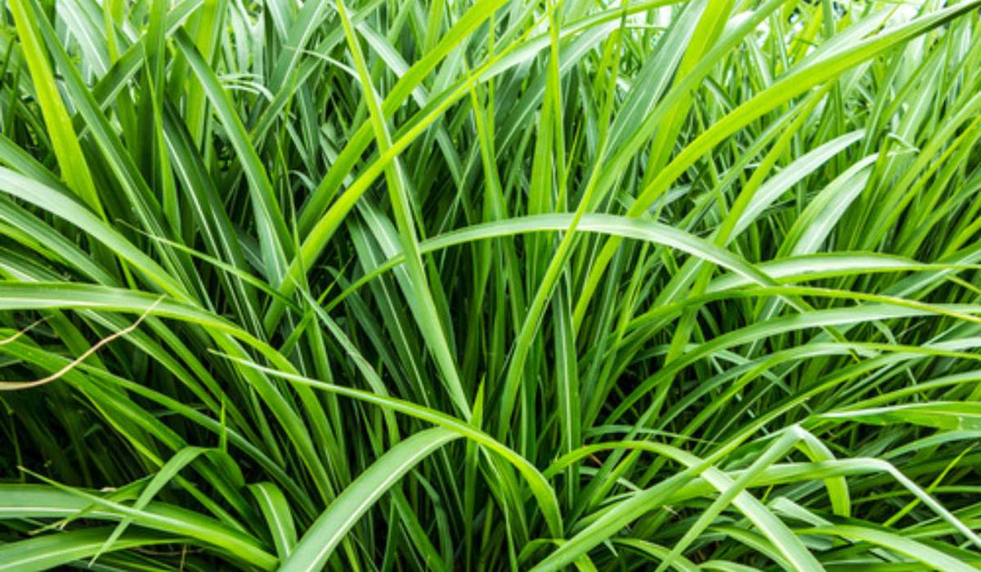Vetiver Plant Seeds for Planting – Aromatic Grass Seeds for Soil Erosion Control, Fragrance, and Landscaping