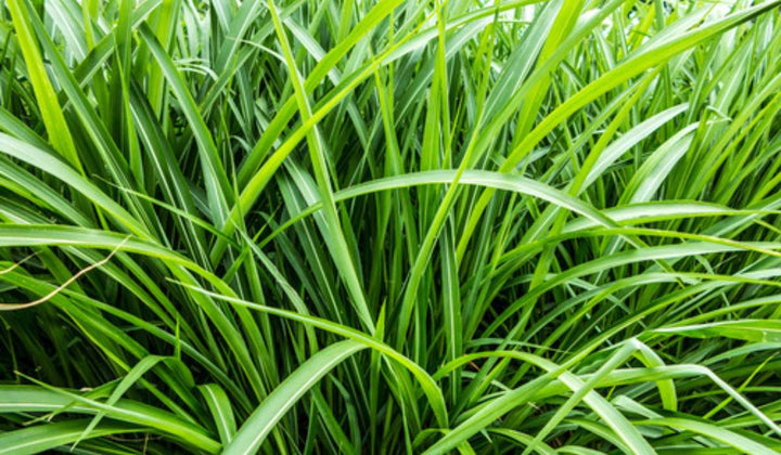 Vetiver Plant Seeds for Planting – Aromatic Grass Seeds for Soil Erosion Control, Fragrance, and Landscaping