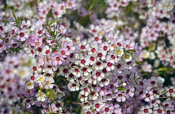 Geraldton Wax Flower Seeds for Planting – Exotic Evergreen Blooms