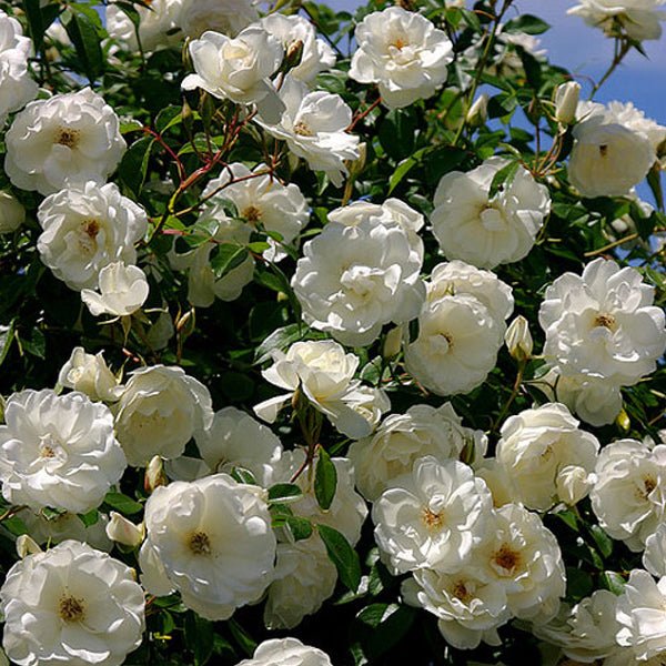 White Rose Flower Seeds – Heirloom Non-GMO Seeds for Planting