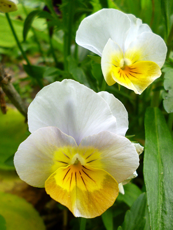 Yellow White Pansy Flower Seeds for Garden Planting – Non-GMO High Germination Organic Garden Seeds