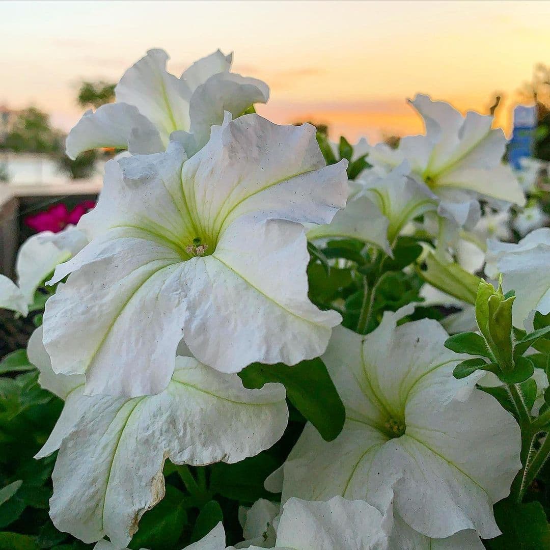 White Petunia Flower Seeds for Planting - Heirloom, NON-GMO, High Germination, Organic Garden Seeds